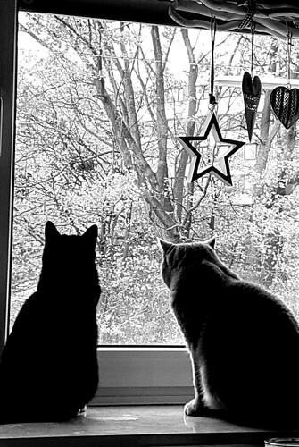 Katzen Fenster