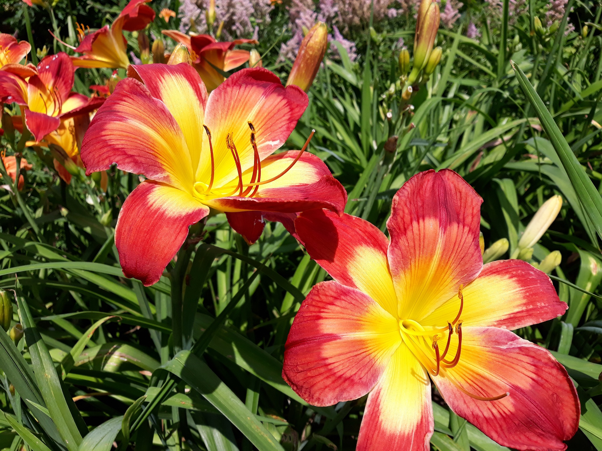 20190705_112423%20Taglilien