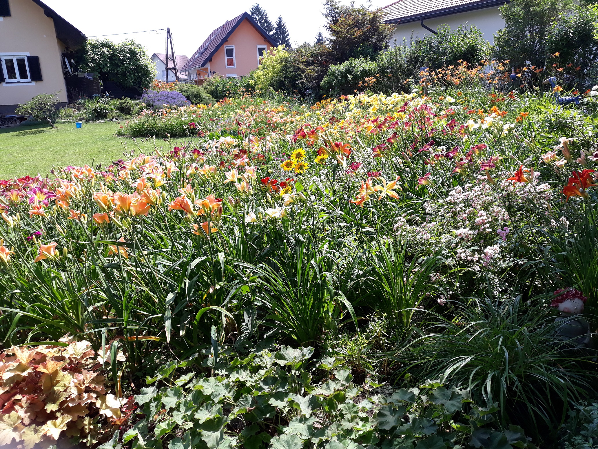 20190705_112542%20Taglilien